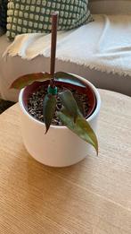 Philodendron Atabpoense Silver, Huis en Inrichting, Kamerplanten, Ophalen of Verzenden, Halfschaduw, Minder dan 100 cm