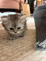 Hele mooie Britse langharige kittens te koop!, Dieren en Toebehoren, Katten en Kittens | Raskatten | Langhaar, Geslacht onbekend