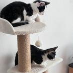 Kitten GRATIS, Poes, 0 tot 2 jaar