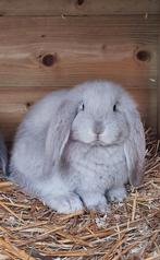 Franse hangoor, blauw sallander. Ram, Dieren en Toebehoren, Konijnen, Mannelijk, Groot, Hangoor