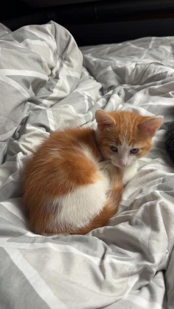 Kitten beschikbaar voor biedingen