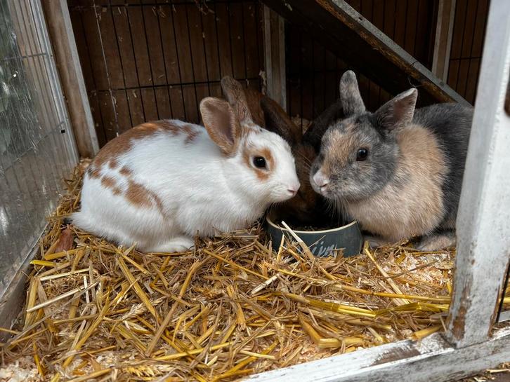 GRATIS 2 lieve jonge voedsters, Dieren en Toebehoren, Konijnen, Groot, Vrouwelijk
