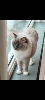 Ragdoll kat – 3 jaar - lief karakter, Poes, Ontwormd, 3 tot 5 jaar