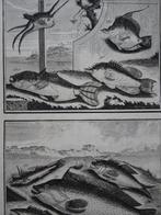 Twee etsen tropische vissen 1 Azie Dirk Jongman 1724, Antiek en Kunst, Kunst | Etsen en Gravures, Verzenden