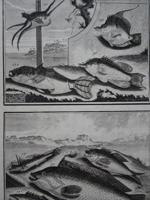 Twee etsen tropische vissen 1 Azie Dirk Jongman 1724, Antiek en Kunst, Kunst | Etsen en Gravures, Verzenden