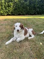 Border Collie pups, Dieren en Toebehoren, Honden | Herdershonden en Veedrijvers, 15 weken tot 1 jaar, Collie, CDV (hondenziekte)