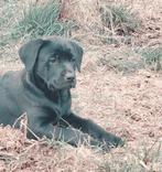 Prachtige lieve labrador kruising pups, Dieren en Toebehoren, Meerdere, 8 tot 15 weken, Meerdere dieren, Middel