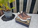 KURT GEIGER; LEOPARD PRINT SNEAKERS 39 ZGAN € 37,50, Kleding | Dames, Schoenen, Ophalen of Verzenden, Zo goed als nieuw, Sneakers of Gympen