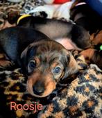 Dwerg Teckel puppy's te koop. Black- Tan. 6-1-2026 geboren, Dwerg, Meerdere, Meerdere dieren, Ruwhaar