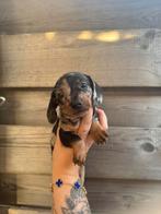 Teckel puppys , teckel pup puppy Dwerg, Dieren en Toebehoren, Honden | Teckels en Dashonden, Rabiës (hondsdolheid), Reu, 8 tot 15 weken