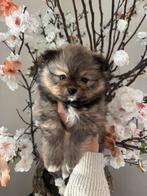 Pomeriaan pups, Dieren en Toebehoren, Honden | Chihuahua's en Gezelschapshonden, Overige rassen, 8 tot 15 weken, Meerdere, Meerdere dieren