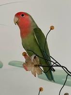 Prachtige Agapornis Dwergpapegaai Diverse Kleuren, Dieren en Toebehoren, Vogels | Parkieten en Papegaaien, Meerdere dieren, Dwergpapegaai of Agapornis