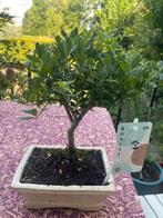 Bonsai Boompje voor Buiten japanse hulst, Ophalen of Verzenden