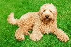 Vrijwillige uitlaathulp voor labradoodle aangeboden, Ophalen, Nieuw