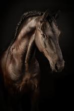 TE KOOP! Mega lieve en mooie Friese ruin!, Dieren en Toebehoren, Paarden, B, Gechipt, Ruin, Dressuurpaard