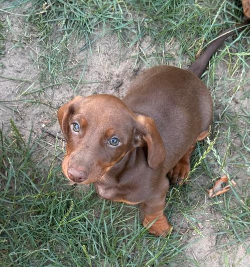 Teckel puppies op zoek naar een fijn nestje, Dieren en Toebehoren, Honden | Teckels en Dashonden, Reu, Korthaar, Dwerg, Particulier