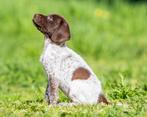 pups Engelse springer spaniel X Duitse staander, Dieren en Toebehoren, Particulier, Meerdere, 8 tot 15 weken, Meerdere dieren