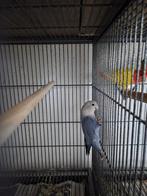 Agapornis, Geslacht onbekend, Dwergpapegaai of Agapornis