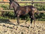 Zeer mooi Merrieveulen v. Sarai L x Charmeur, Dieren en Toebehoren, Paarden, Merrie, Niet van toepassing, Dressuurpaard