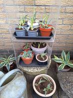 Agave stekken vanaf 1 euro, Volle zon, Vaste plant, Zomer, Ophalen