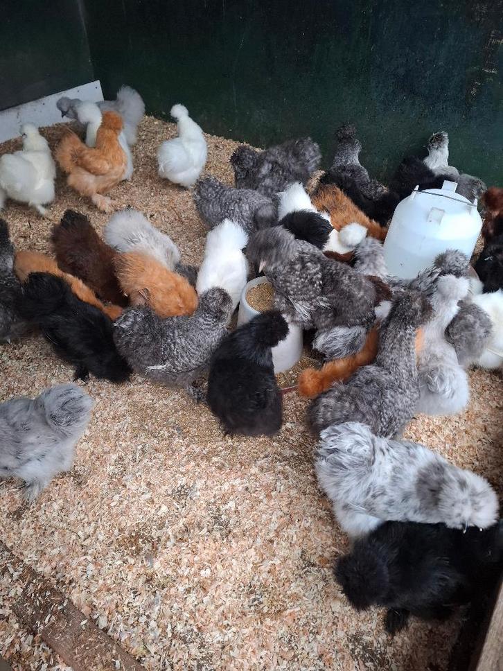 Padua, zijdehoen, cochin en vele andere rassen, Dieren en Toebehoren, Pluimvee, Kip, Vrouwelijk