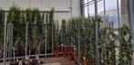 toscaanse jasmijn 150cm hoog €12,50 150-175cm €14,95, Vaste plant, Klimplanten, Lente, Ophalen