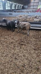 2 dekrammen te koop. Bonte en een blauwe texelaar, Dieren en Toebehoren, Schapen, Geiten en Varkens, Vrouwelijk, Schaap