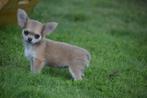 Chihuahua pups mooie keuze direct beschikbaar 💖💖💖, Dieren en Toebehoren, Rabiës (hondsdolheid), 15 weken tot 1 jaar, Buitenland