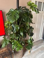 Monstera groot en gezond, Huis en Inrichting, Kamerplanten, Ophalen, Overige soorten, Halfschaduw, In pot