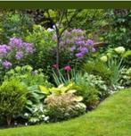 Stekken vaste planten, aardbeienplanten, Tuin en Terras, Halfschaduw, Zomer, Overige soorten, Ophalen