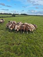 Bonte dekrammen, Dieren en Toebehoren, Schapen, Geiten en Varkens, Mannelijk, Schaap