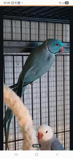 Halsbandparkiet, Mannelijk, Parkiet, Geringd