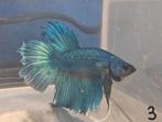Betta man 3, Dieren en Toebehoren, Vissen | Aquariumvissen, Vis