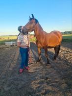 Prachtige Fries kruizing, Ophalen, Recreatie
