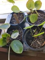 Pannenkoek plant stekjes, Overige soorten, Minder dan 100 cm, Ophalen of Verzenden, Halfschaduw