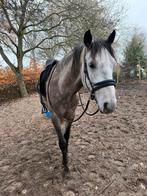 gezocht stal met wei / paddock voor ruin, Dieren en Toebehoren, Stalling en Weidegang, Weidegang, 1 paard of pony