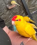 Gezocht kakariki’s, Meerdere dieren, Parkiet