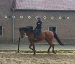 Bijrijder aangeboden/verzorg paard gezocht, Dieren en Toebehoren, Ophalen of Verzenden, Nieuw