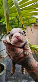 Prachtige old english bulldog pups, Nederland, Bulldog, Meerdere, Meerdere dieren