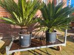 Cycas Revoluta - Stam 20cm hoog, Overige soorten, Volle zon, Vaste plant, Ophalen of Verzenden