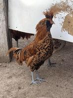 Brabanter haan en een uilenbaard haan, Dieren en Toebehoren, Pluimvee, Mannelijk, Kip