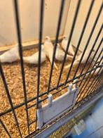 Diamant duif mutaties, Dieren en Toebehoren, Vogels | Duiven, Meerdere dieren, Overige soorten
