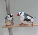 Zebravinken verschillende kleuren, Dieren en Toebehoren, Vogels | Overige Vogels, Meerdere dieren, Tropenvogel