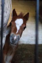 Te Koop: Schitterend vosbont Shetlander hengstveulen, Dieren en Toebehoren, Pony's, 0 tot 2 jaar, Hengst, A pony (tot 1.17m), Gechipt