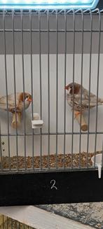 Zebravink mannen, Dieren en Toebehoren, Vogels | Kanaries, Mannelijk, Kleurkanarie