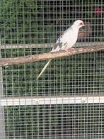 Diamantduiven, Dieren en Toebehoren, Vogels | Duiven, Meerdere dieren, Overige soorten