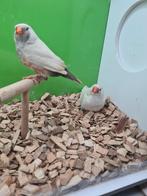 Te koop koppel charcoal masker, Dieren en Toebehoren, Vogels | Overige Vogels, Meerdere dieren