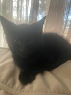 Kittens te koop, Dieren en Toebehoren, Katten en Kittens | Overige Katten
