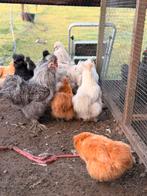 Hele mooie usa zijdehoen kippen te koop, Dieren en Toebehoren, Vrouwelijk, Kip