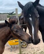 Plek vrij voor merrie, Dieren en Toebehoren, Stalling en Weidegang